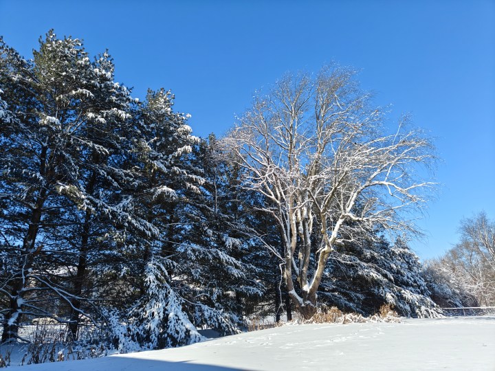 用 OnePlus 12R 拍摄的树木上有雪的照片。