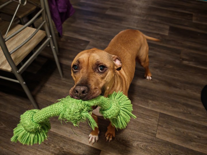 使用荣耀Magic 6 RSR拍摄的一张嘴里叼着咀嚼玩具的狗的照片。