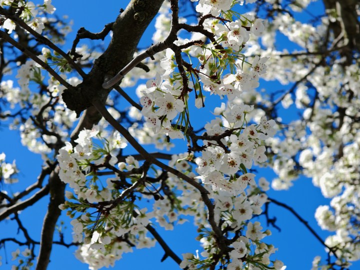 使用荣耀Magic 6 RSR拍摄的蓝天下树上的白花照片。