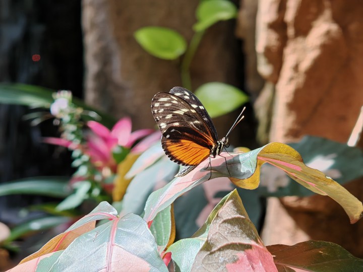 使用荣耀Magic 6 RSR拍摄的蝴蝶特写照片。