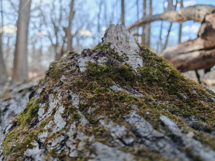 使用荣耀Magic 6 RSR拍摄的树桩上生长的苔藓的特写照片。
