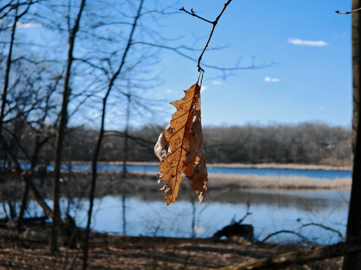 使用荣耀Magic 6 RSR拍摄的一张垂死的叶子挂在树上的照片。